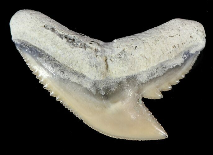 Fossil Tiger Shark Tooth - Lee Creek (Aurora), NC #47656
